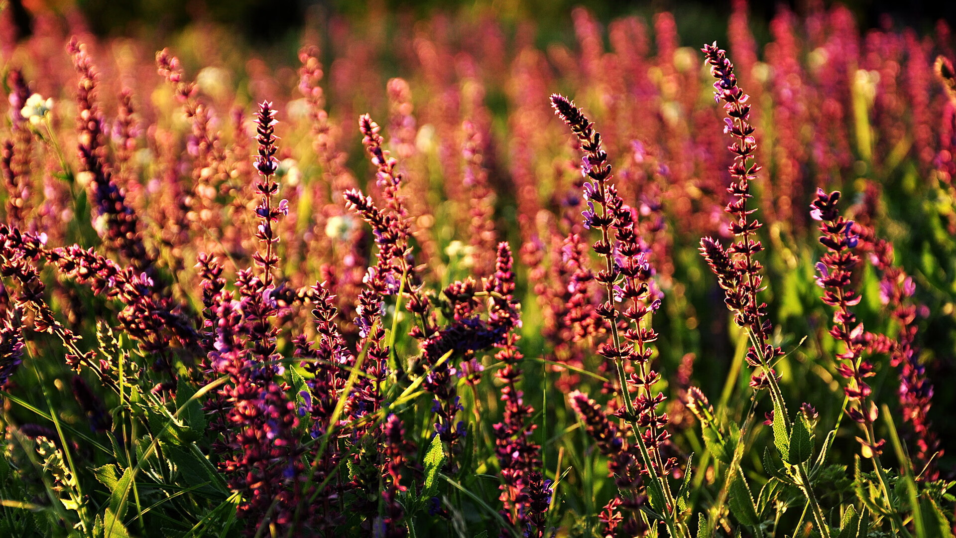 中国男篮强化终结能力提升攻坚水平,中国男篮晋级
