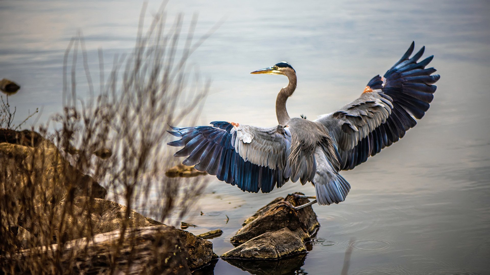 北京鸭关键战役中坚持团队协作稳住局势