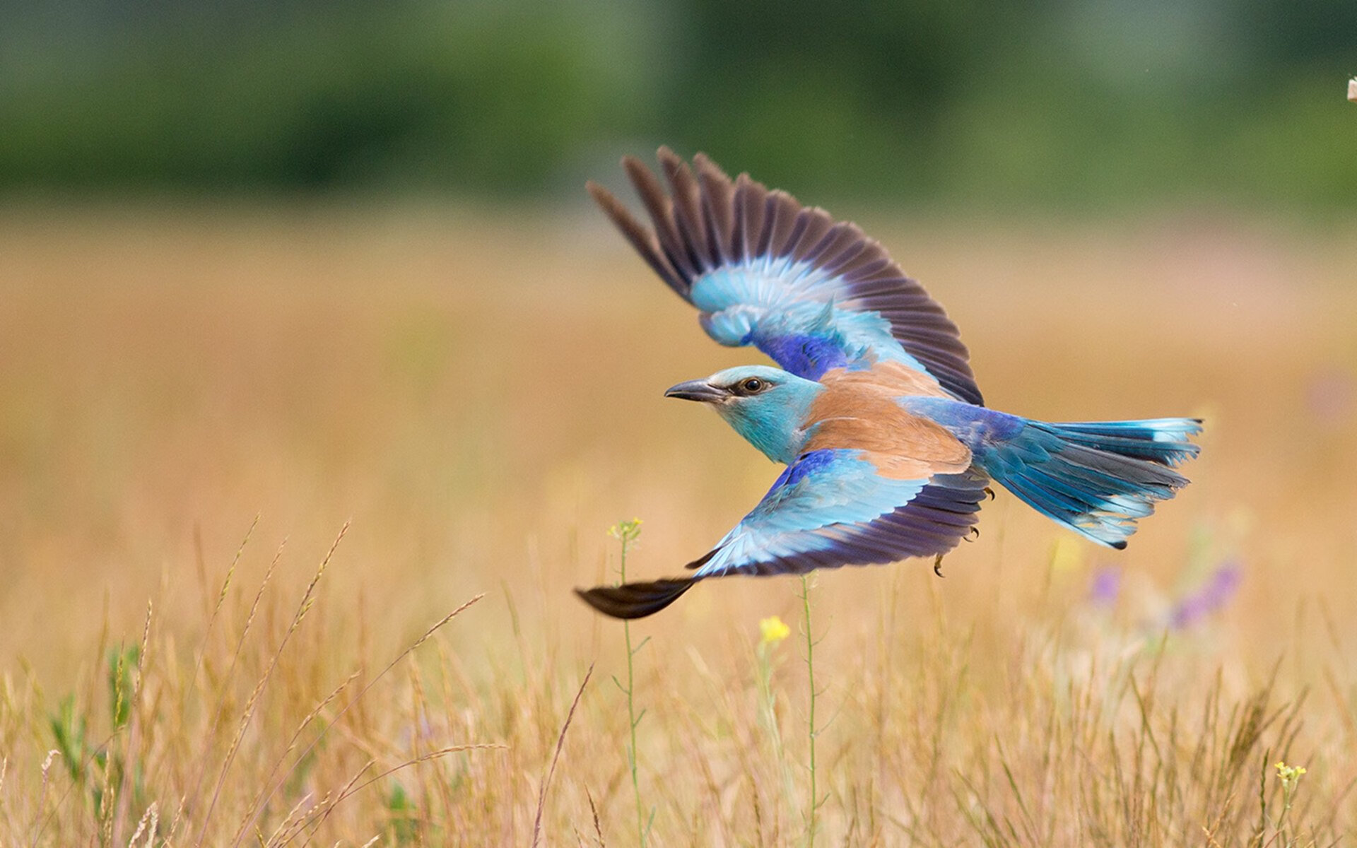 乐鱼app-瑞典队未来展望：如何实现更强的国际竞争力，瑞典队伍