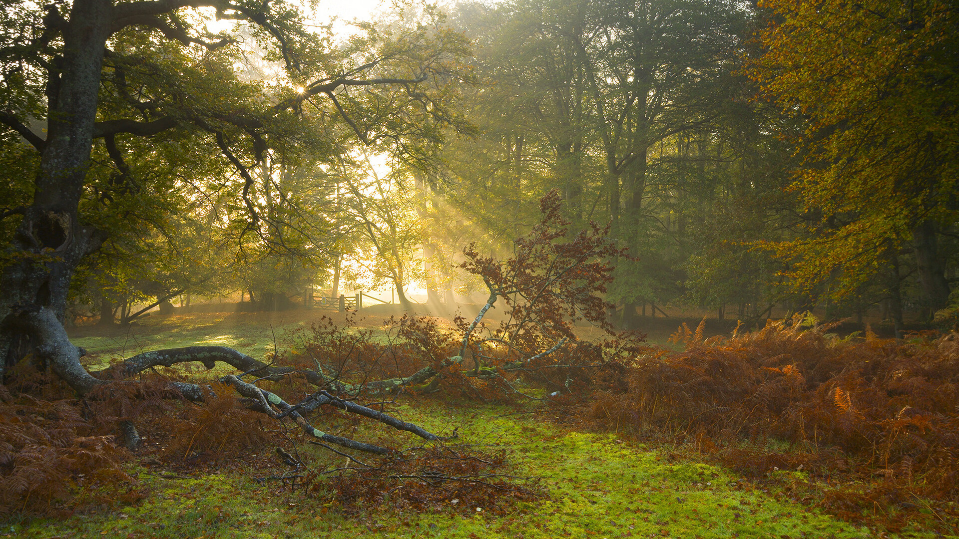 安哥拉女篮在非洲锦标赛中夺冠，体育发展大步前进