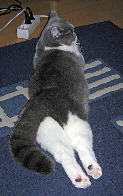 格鲁吉亚女篮在欧洲锦标赛中赢得佳绩,迈向国际新舞台,格鲁吉亚篮球赛