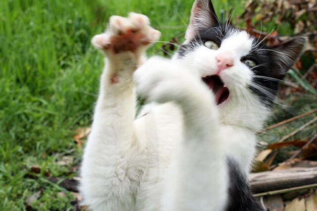 比赛进入读秒阶段主队完成绝杀引爆全场观众热烈欢呼，读秒绝杀是什么意思