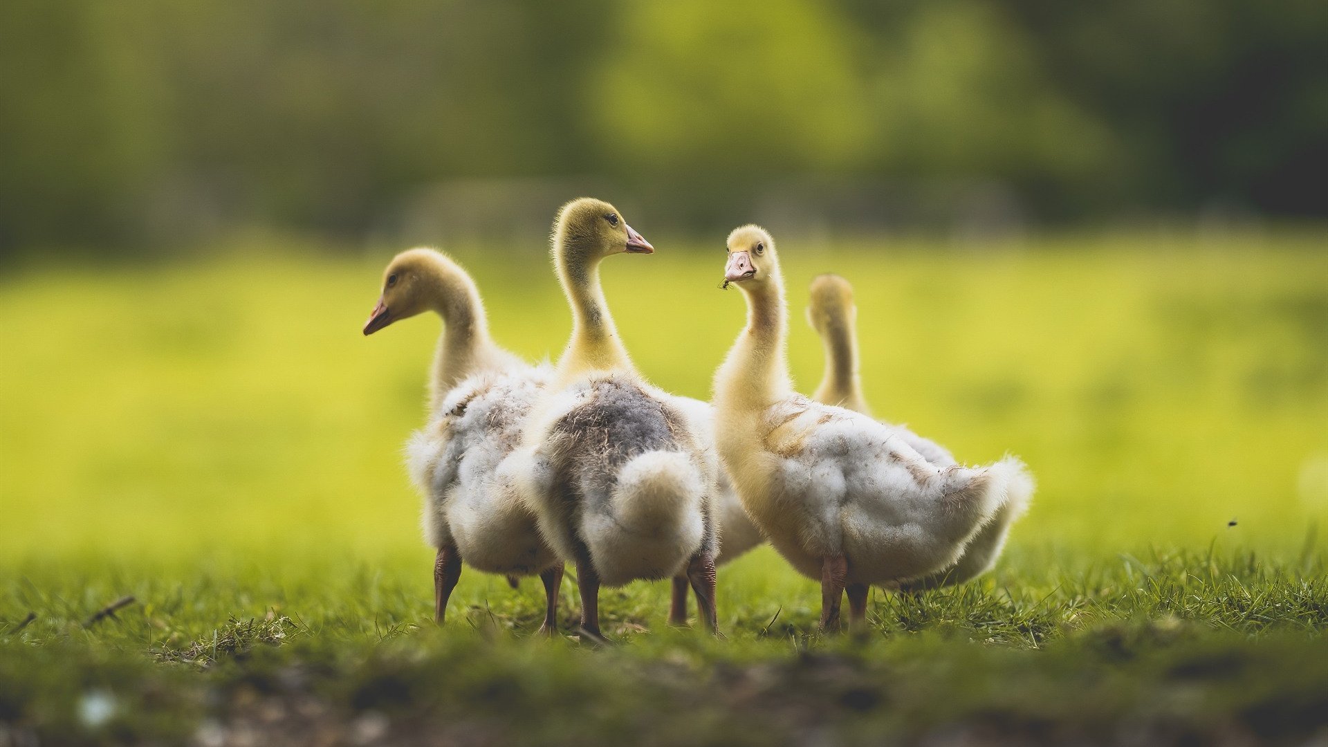 乐鱼体育-混合泳个人赛摩纳哥全力以赴，混合泳比赛视频