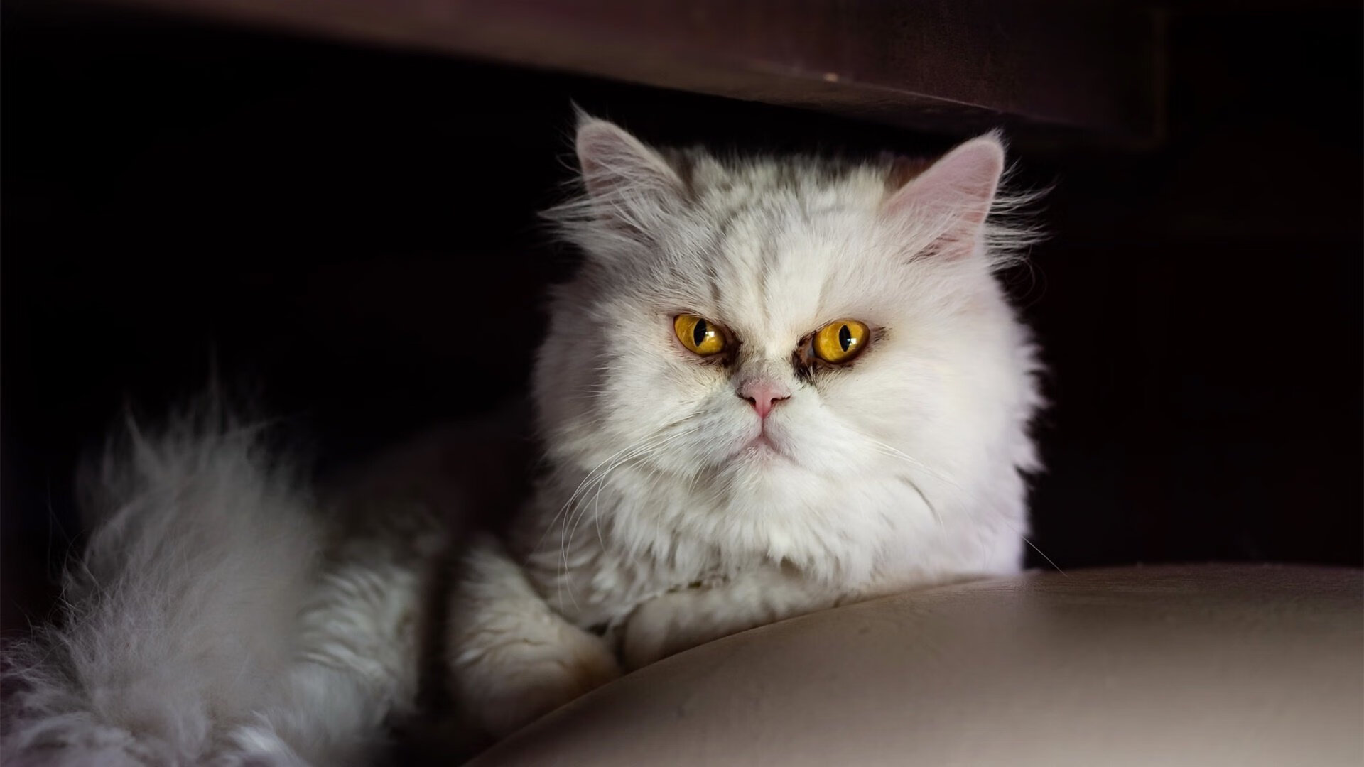 下载乐鱼体育APP-西甲攻防精彩：节奏快得令人震撼！，西甲身体对抗