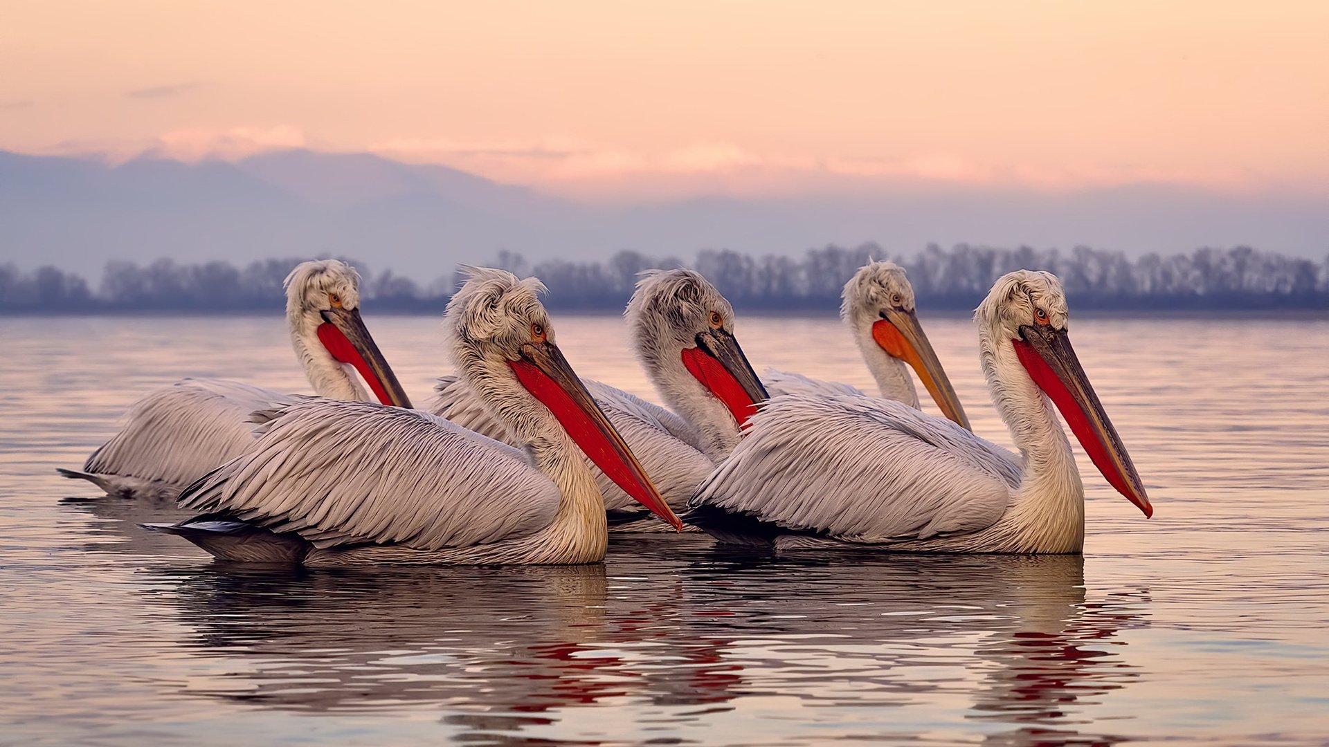 乐鱼（中国）体育官方网站-跳水赛中南非男队展现沉稳心态，东南亚跳水比赛